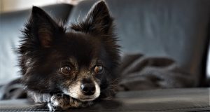 chihuahua-4236831-300x160.jpg