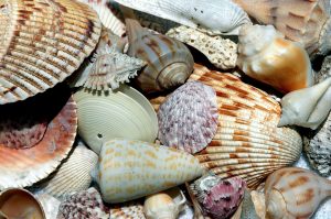 sea-shells-1886613_1920-300x199.jpg