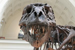 tyrannosaurus-447801_1920-300x200.jpg