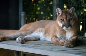 cougar-1086045-300x197.jpg
