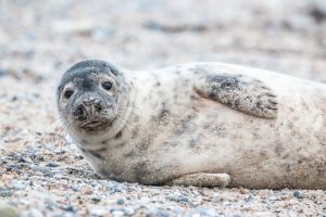 grey-seal-3281160-300x200.jpg