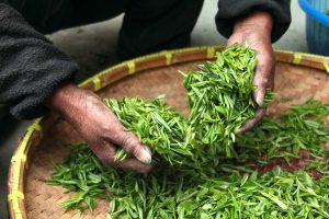 tea-623796_1920-300x200.jpg