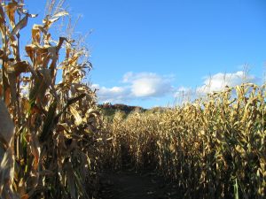 corn-418095-300x225.jpg