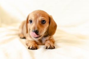 puppy-3698728-300x199.jpg