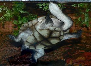 800px-Chelodina_longicollis_-_ventral_view_of_female-300x217.jpg
