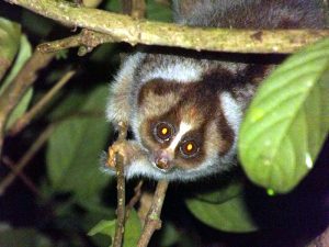 800px-Slow_Loris-300x225.jpg