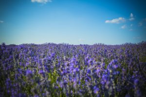 lavender-2446984-300x200.jpg