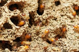 termites-3367350_1280-300x200.jpg