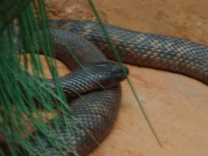 800px-Colletts_Snake-300x225.jpeg