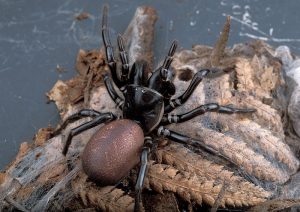 CSIRO_ScienceImage_2226_A_Female_Funnel_Web_Spider-300x212.jpg