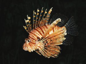 Common_lion_fish_Pterois_volitans-300x225.jpg