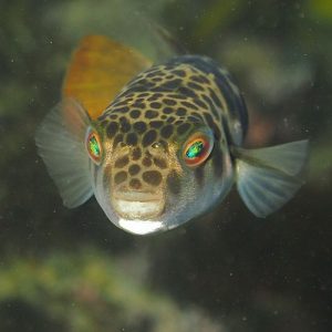 Smooth_Toadfish-Tetractenos_glaber-300x300.jpg