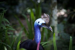 cassowary-1589159-300x200.jpg