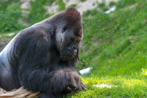 gorilla-3373856-300x200.jpg
