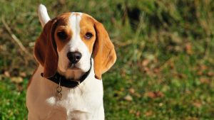 pet-1933138-300x169.jpg