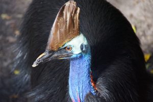 southern-cassowary-3398455-300x200.jpg