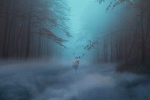 forest-4253766-300x200.jpg