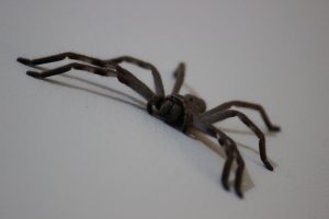 huntsman-255901-300x200.jpg