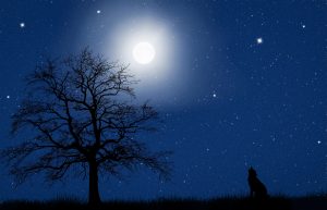 moon-4066260-300x193.jpg