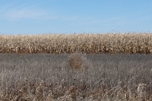 usa-4582706-300x200.jpg