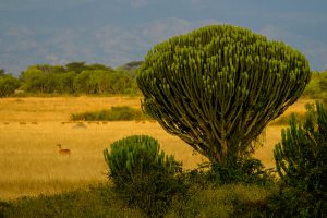 francesco-ungaro-8LOp69ILKF8-unsplash-300x200.jpg