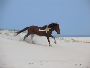 horse-3737759-300x225.jpg