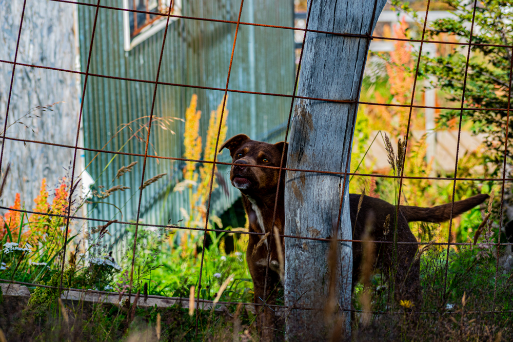 Petty Revenges facts