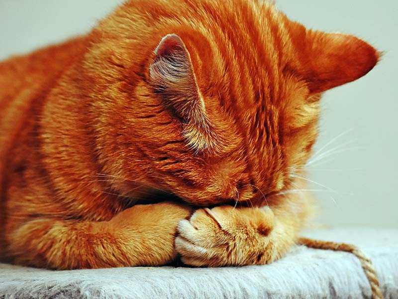 12-pexels-pixabay-209037.jpg
