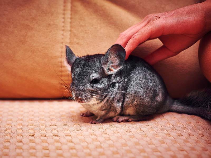 66-pexels-bulat-khamitov-4547060.jpg