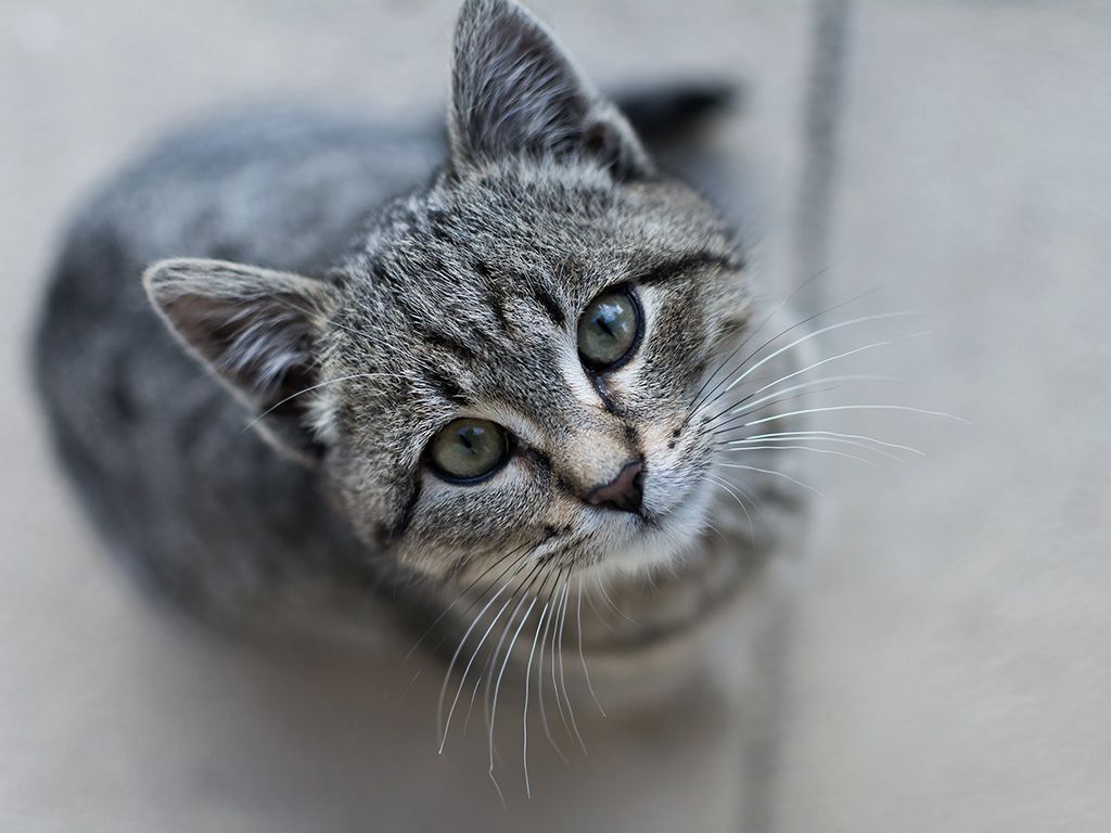 resizeGray-kitten-looks-up-at-a-camera.jpg.optimal.jpg