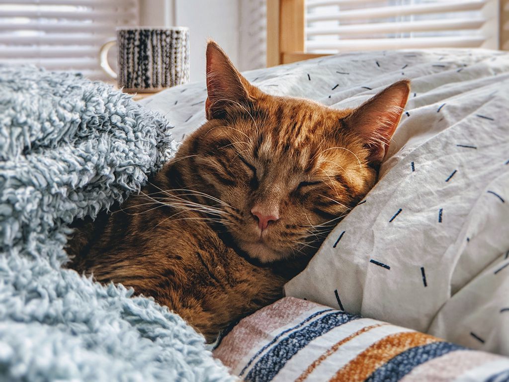 resizemodcatshop-pdALzg0yN-8-unsplash.jpg.optimal.jpg