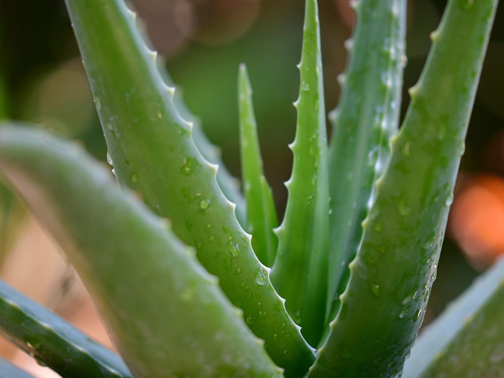 resizepisauikan-N29JXkNO1xI-unsplash-2048x1365-1.jpg.optimal.jpg