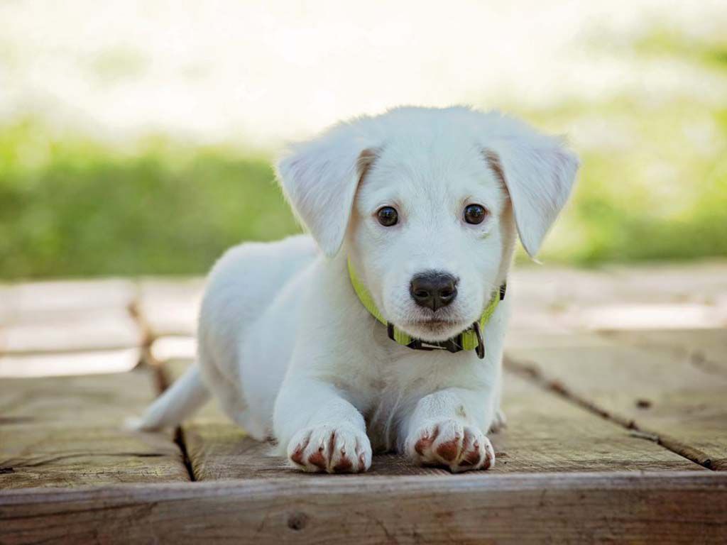 resizepuppy-1903313-2-1024x683-1.jpg.optimal.jpg