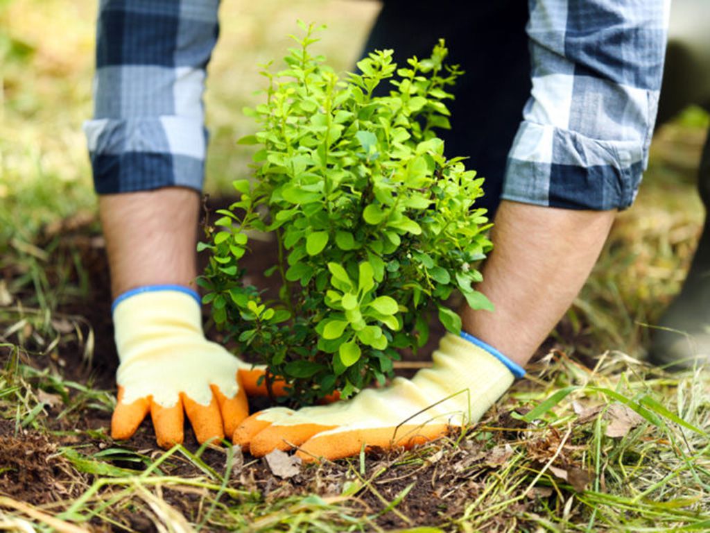 resizeshutterstock_451613548-768x512-1.jpg.optimal.jpg