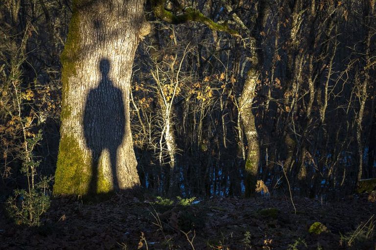 shadow-silhouette-ghost-forest-768x512-1.jpg.optimal.jpg