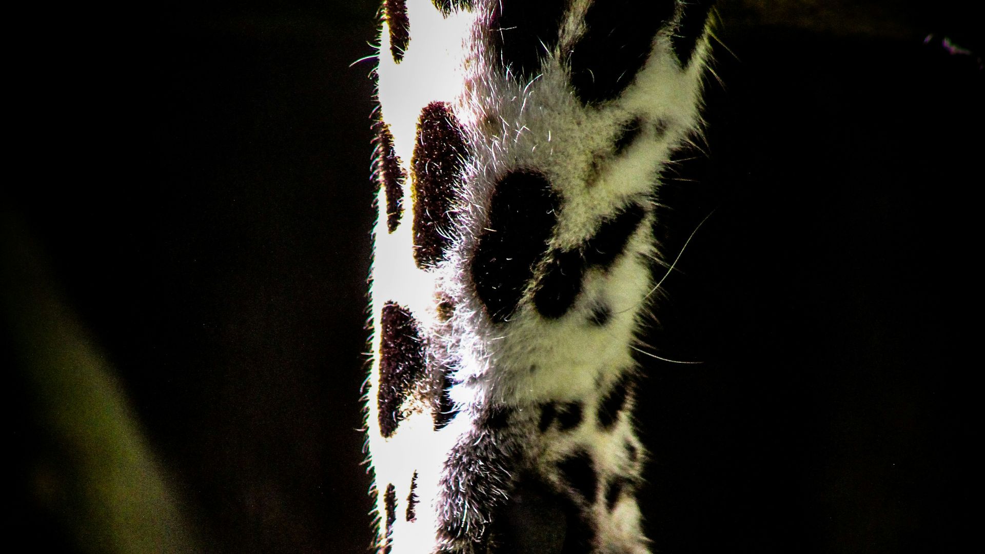 shallow focus photography of animal paw