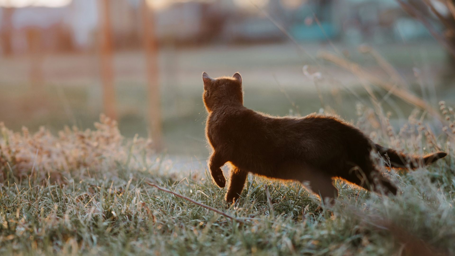 a cat walking in the grass near a fence