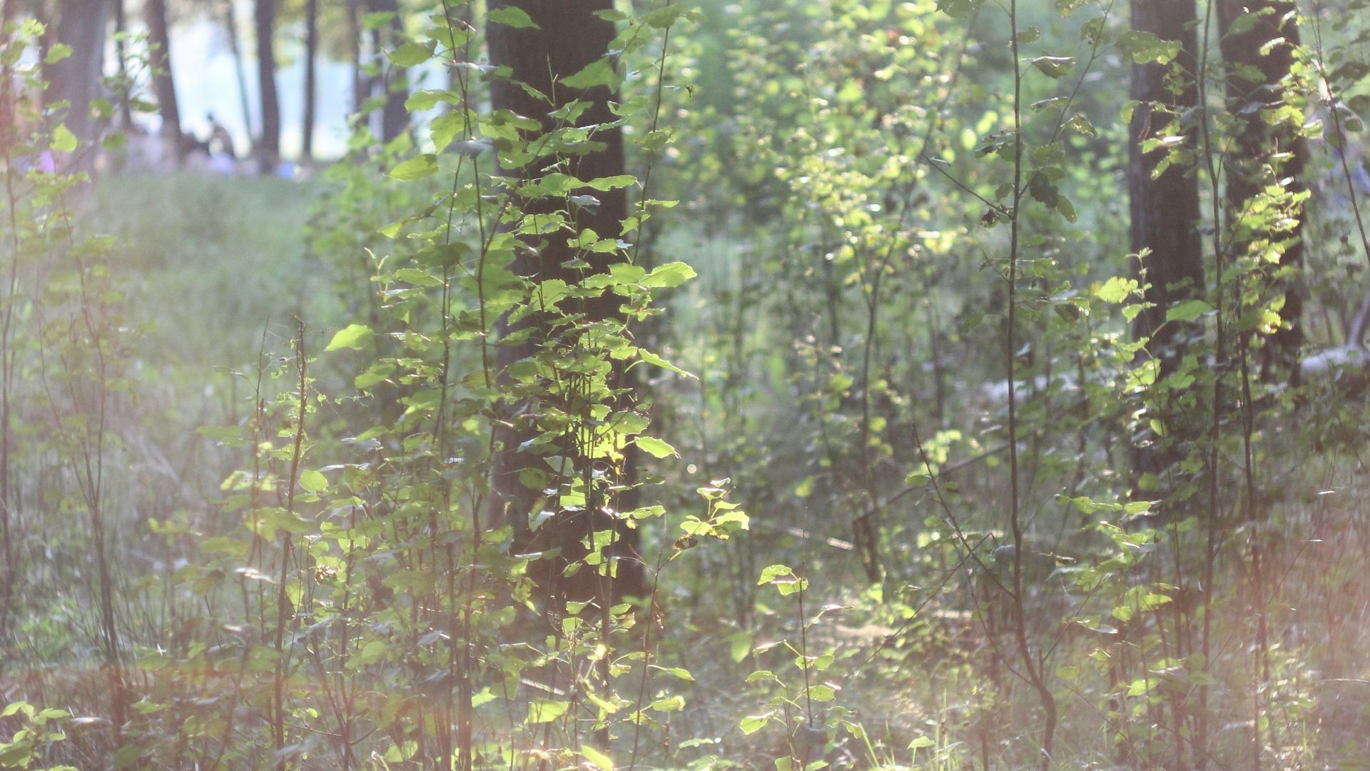 the sun shines through the trees in the woods