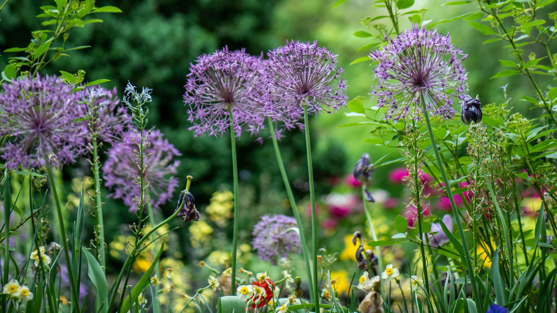 purple petaled flowers