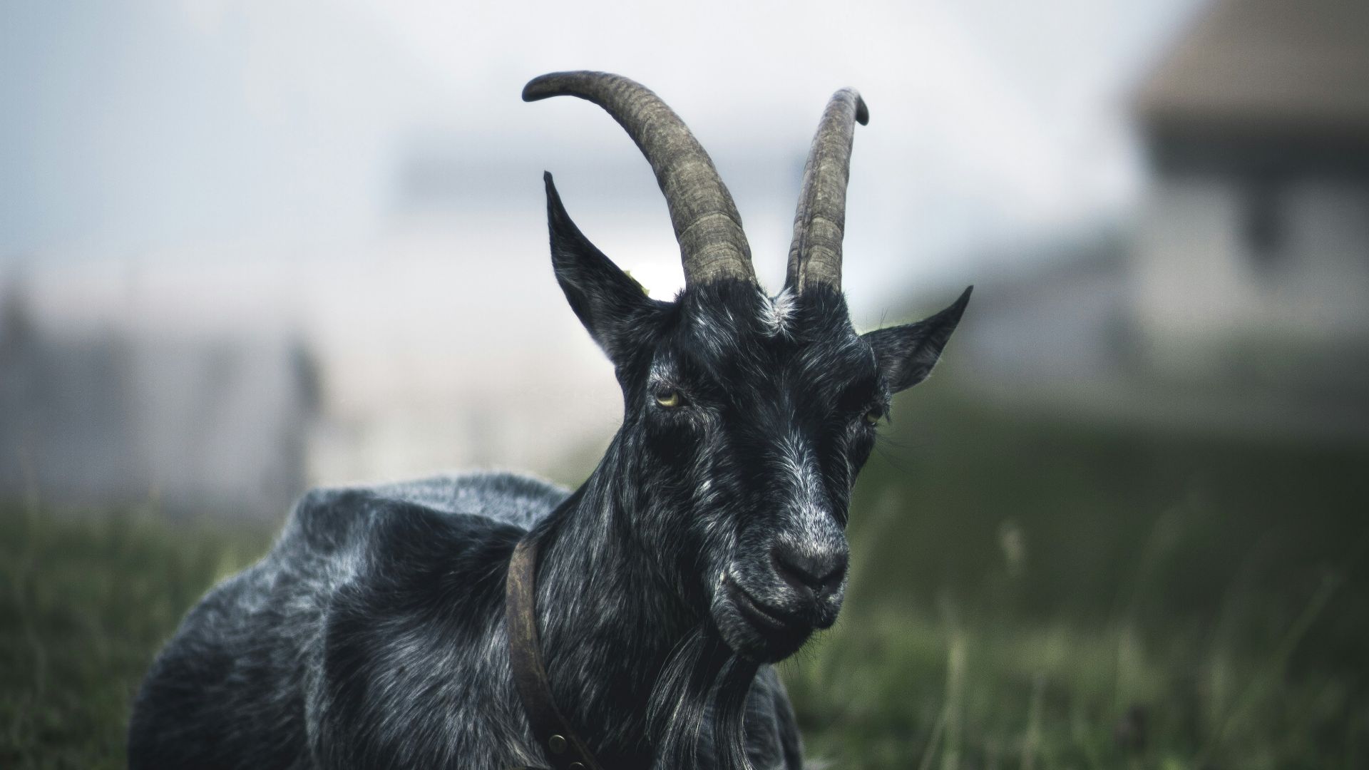 selective focus photography of black goat lying on grass during daytime