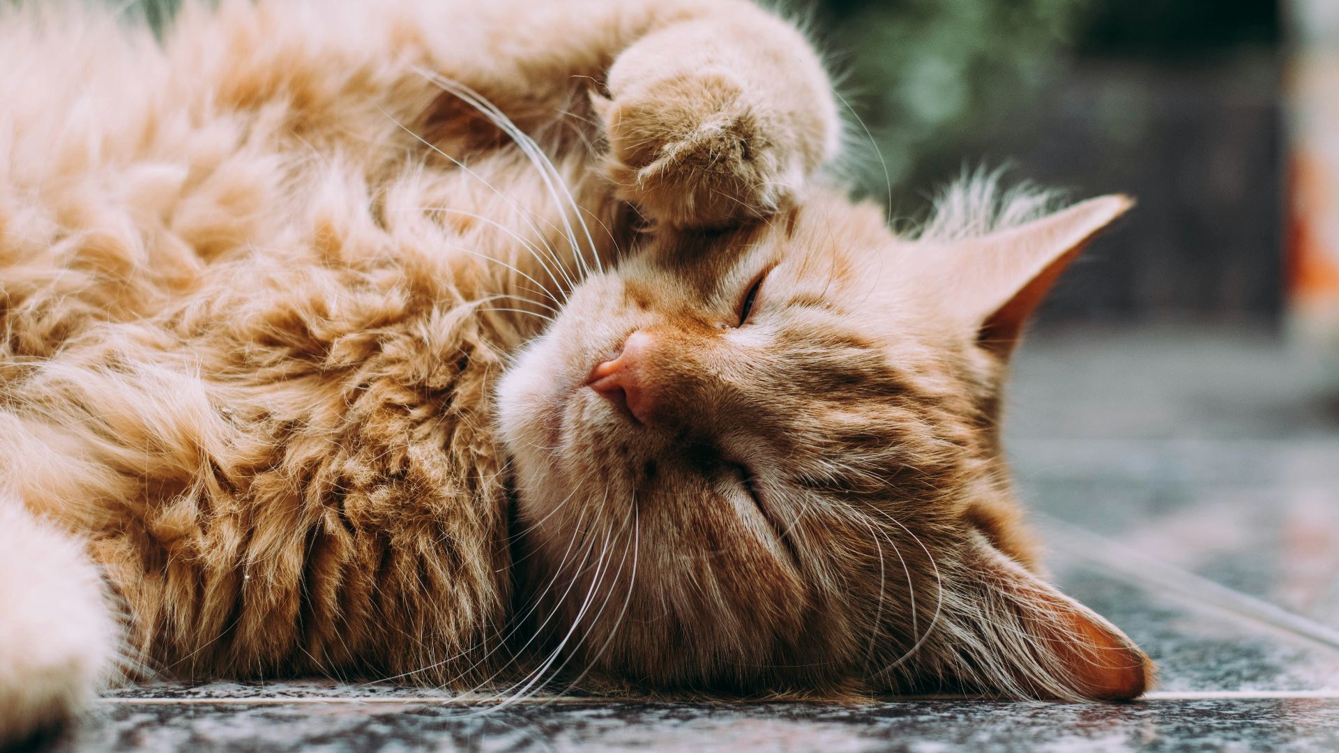 orange Persian cat sleeping