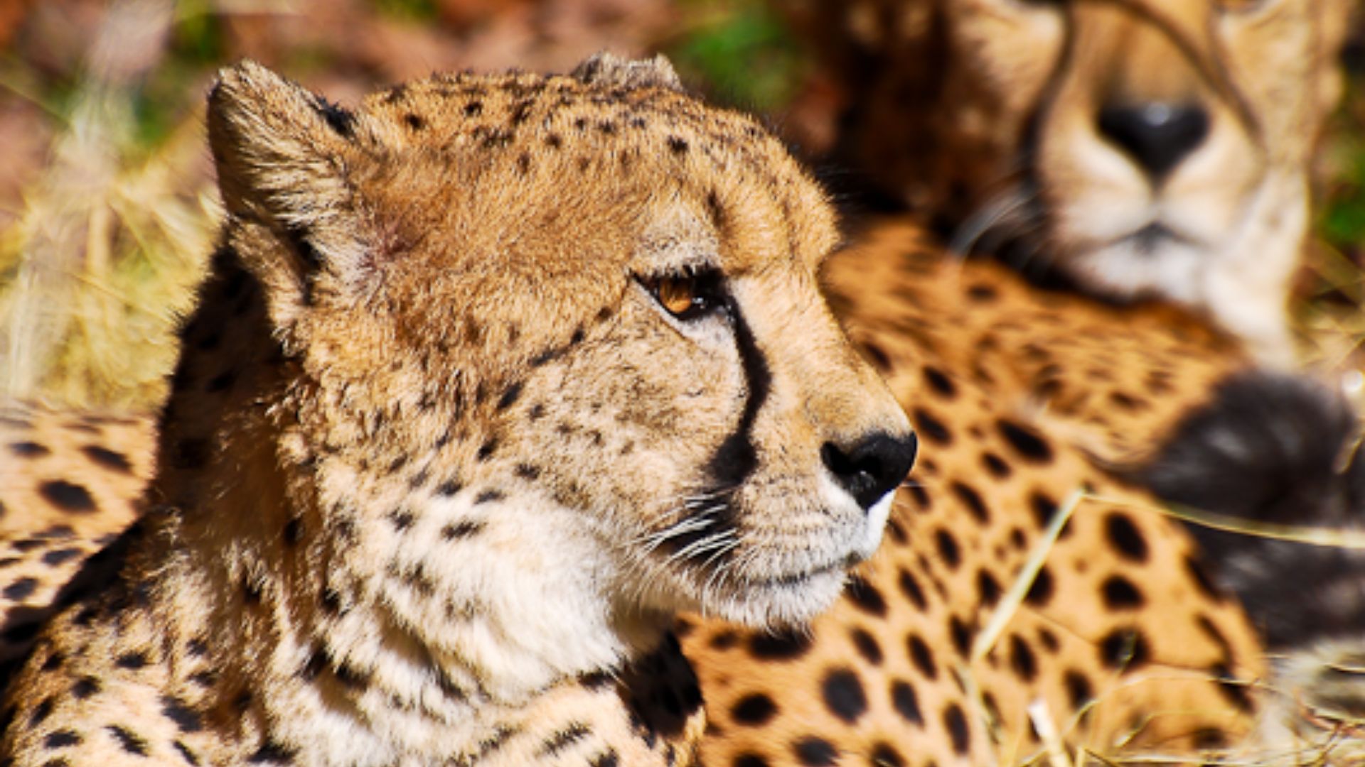 File:Cheetah Cubs Nat Zoo DC.jpg