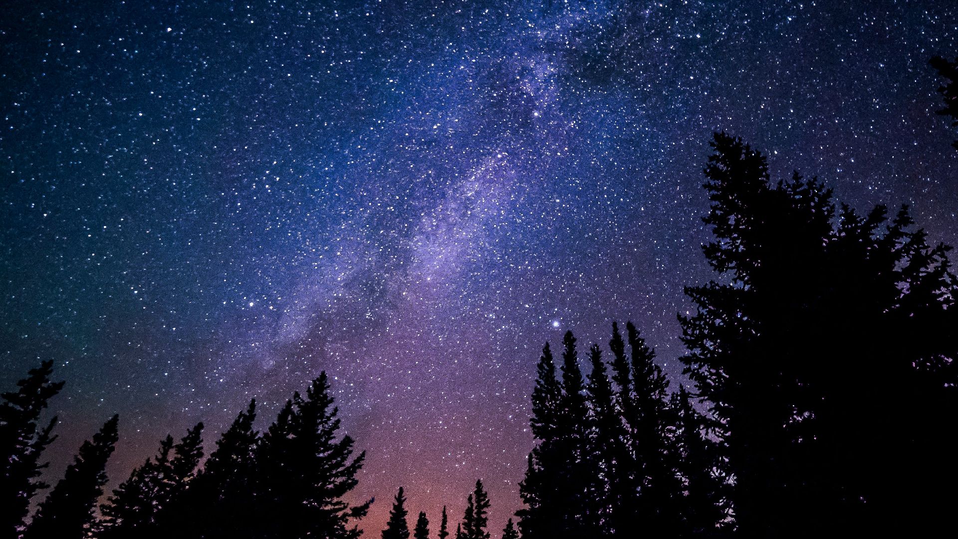 worm's eye view of trees during night time