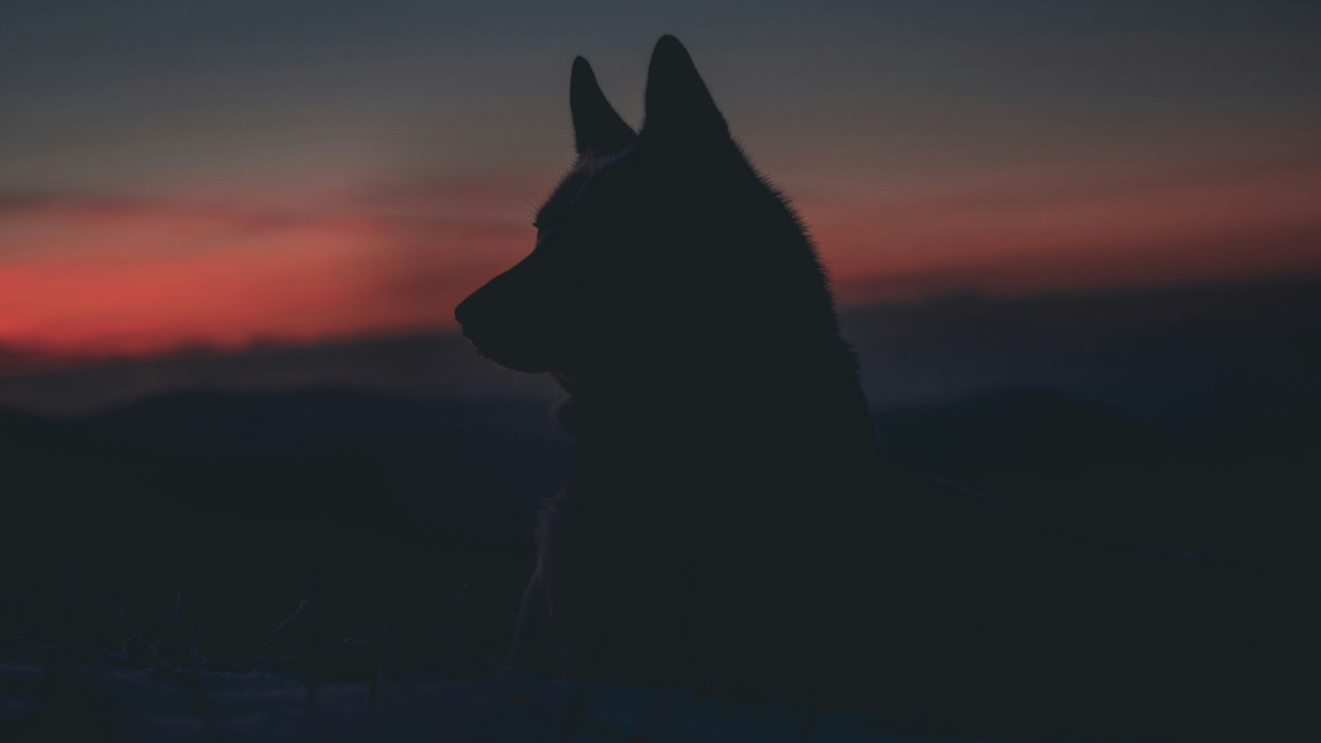 silhouette of dog