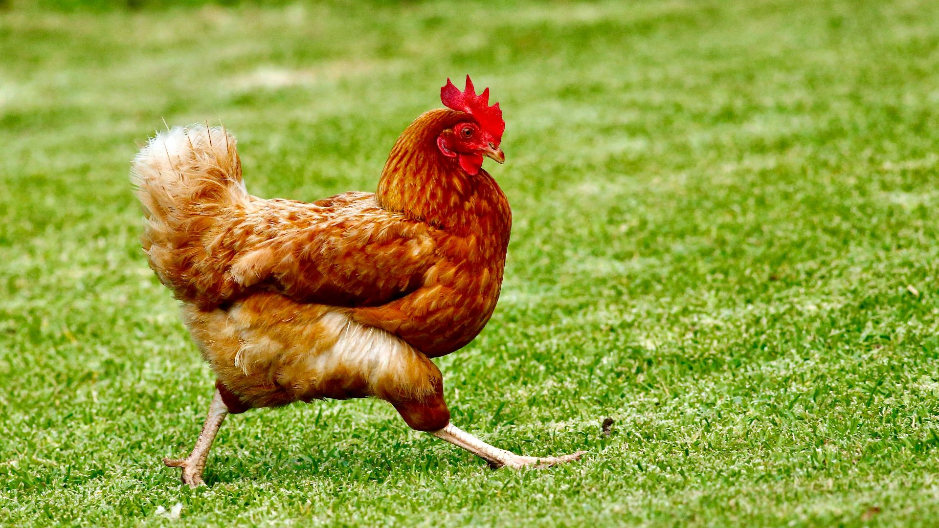 brown chicken on green grass field during daytime