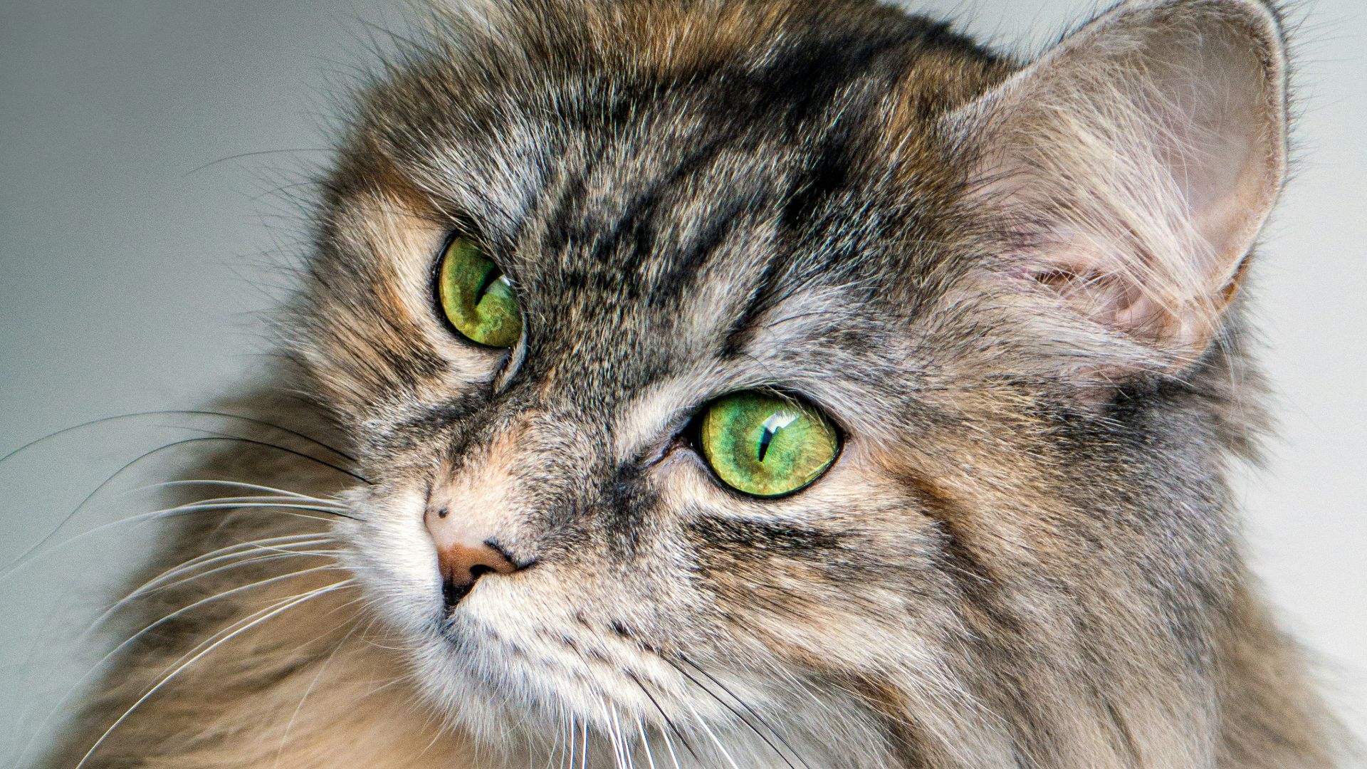 focus photography of long-fur brown cat