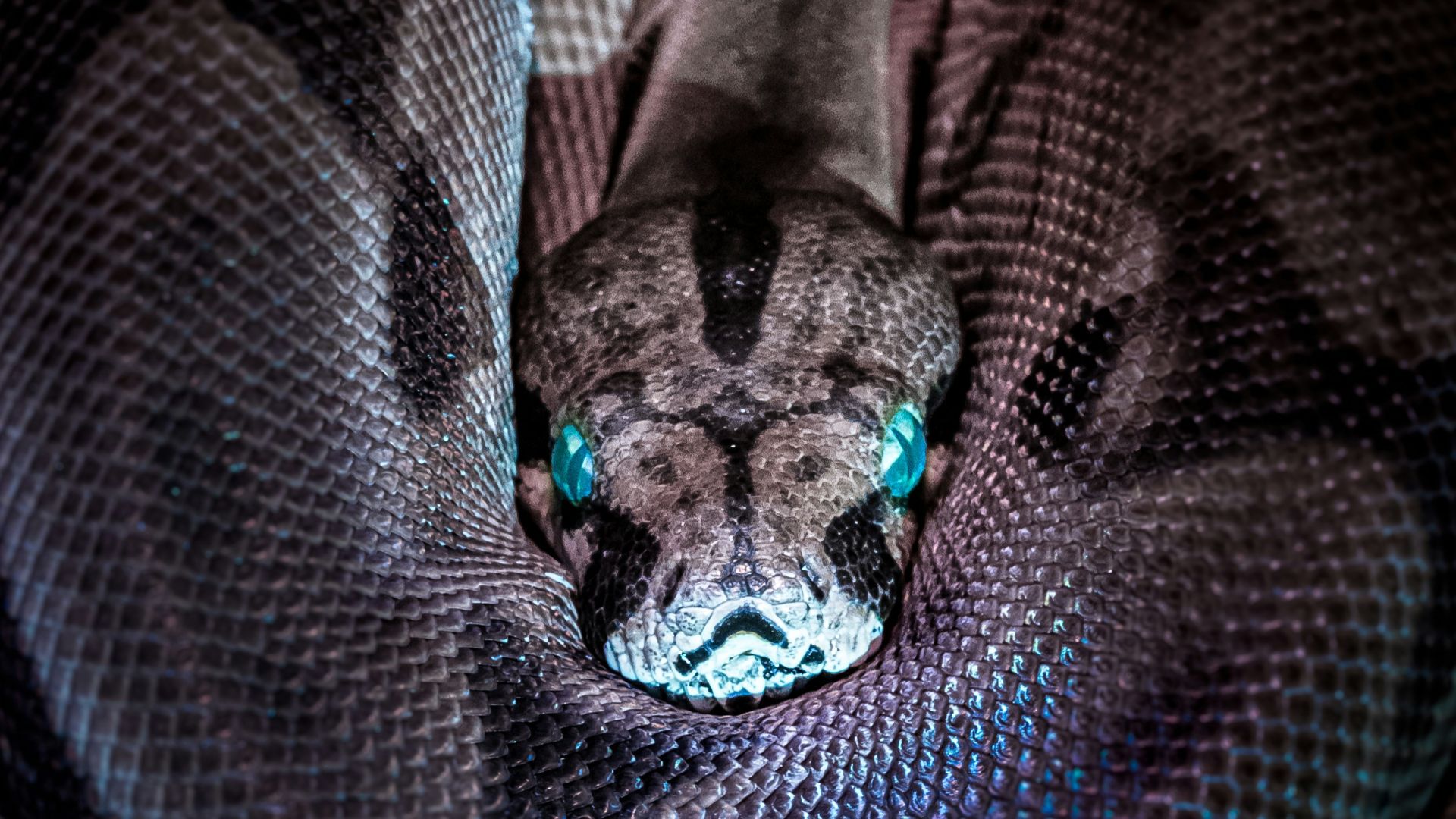 brown and black snake