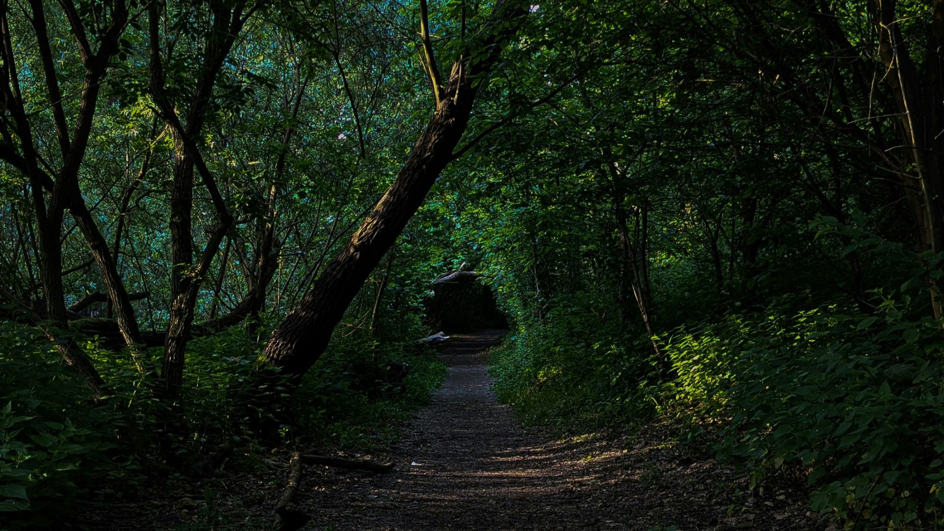 a dirt road surrounded by trees and bushes