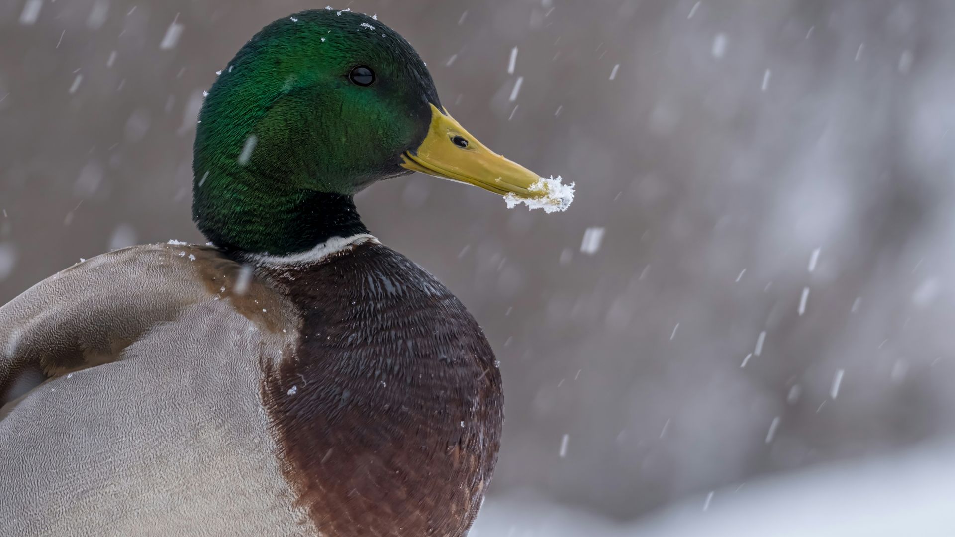 A duck standing in the snow on a snowy day