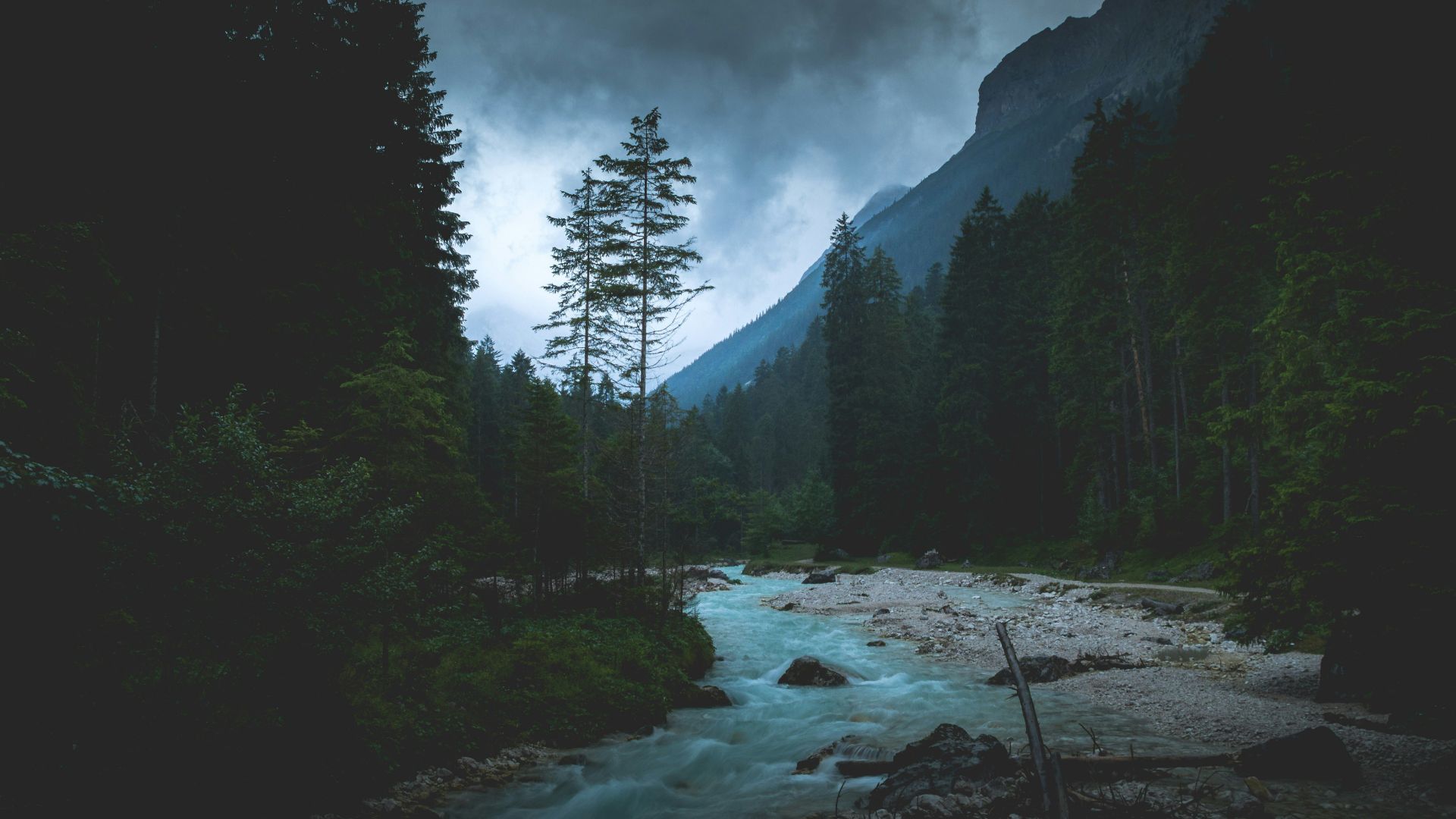 flowing river between tall trees